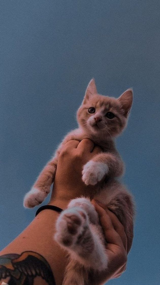🐱