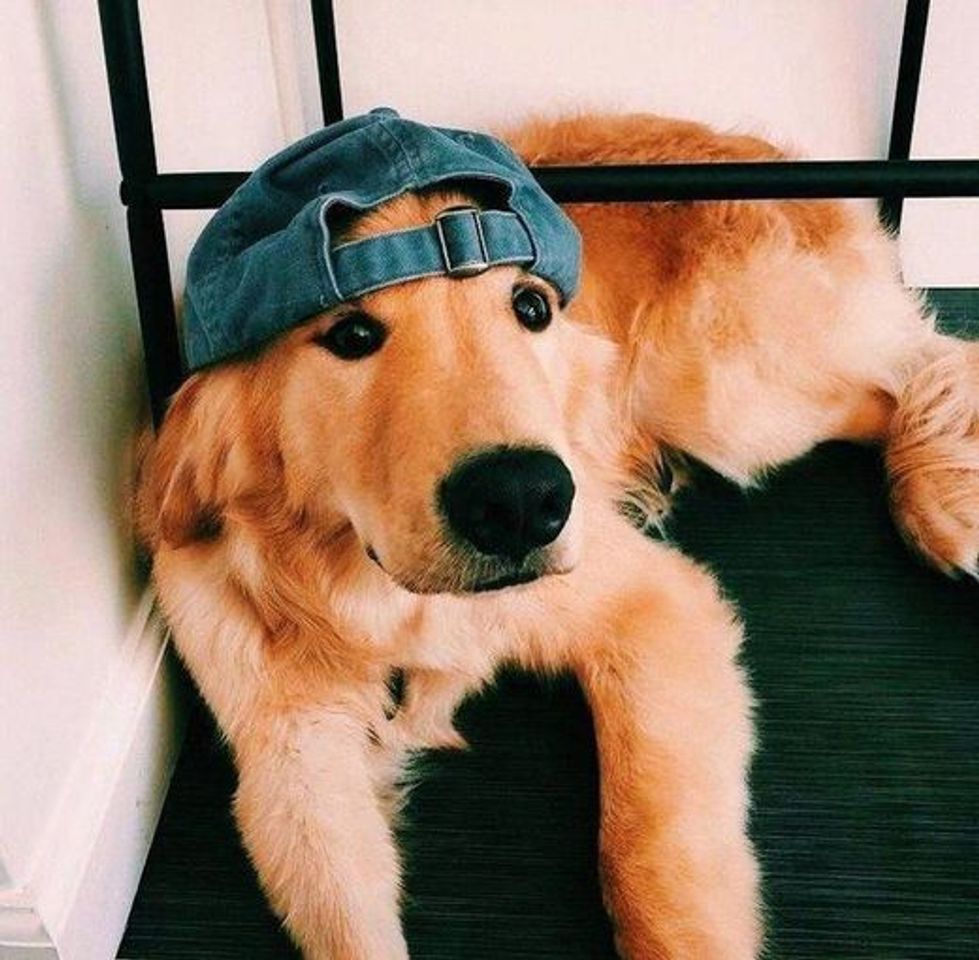 Moda Cão estiloso