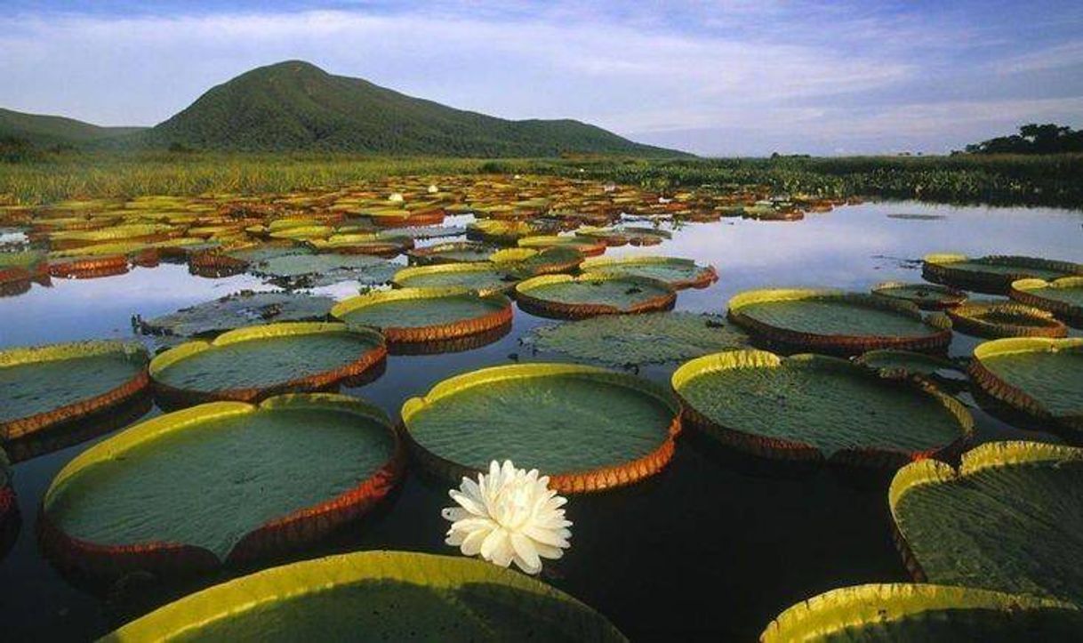 Lugar Amazonia