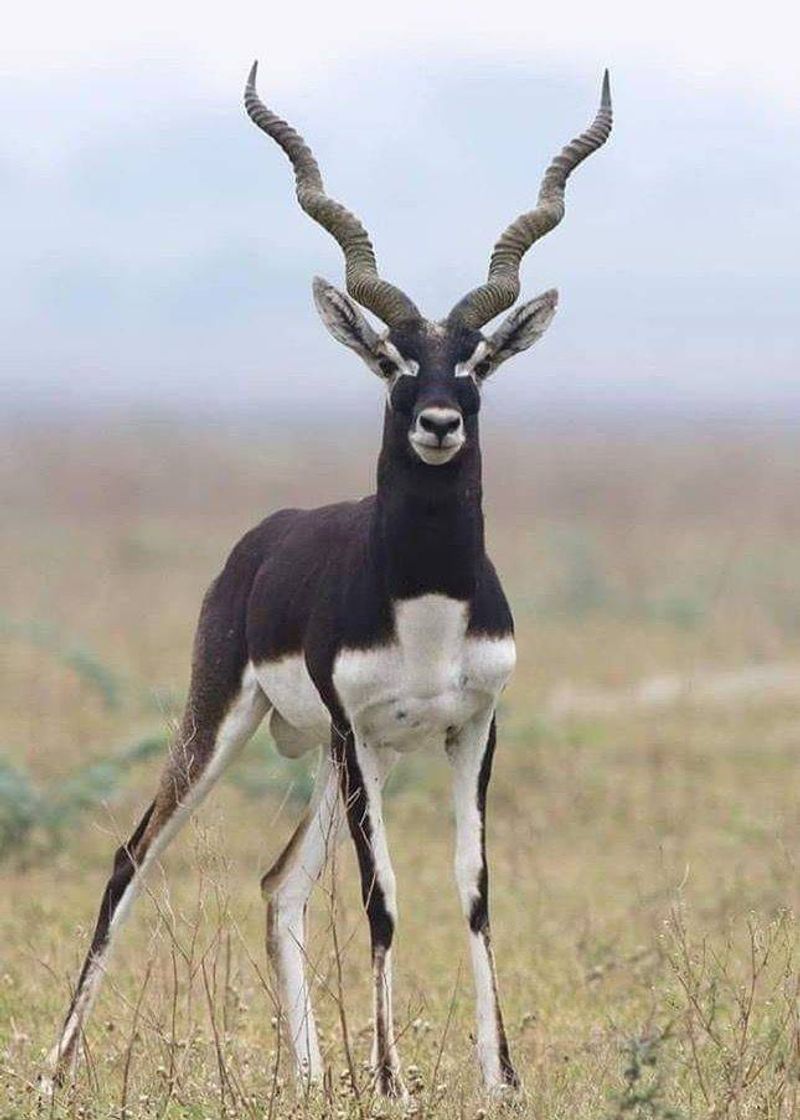 Moda BlackBuck