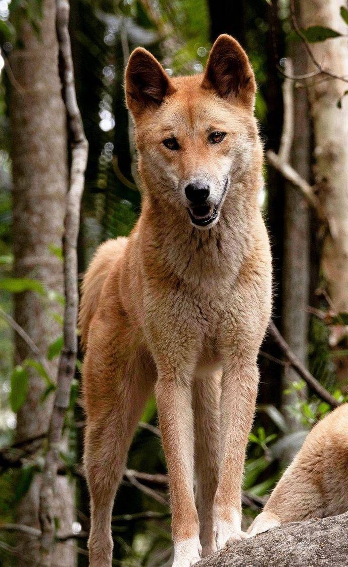 Moda Dingo Australiano 