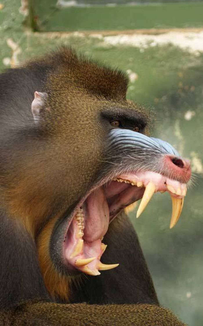 Moda Mandrill