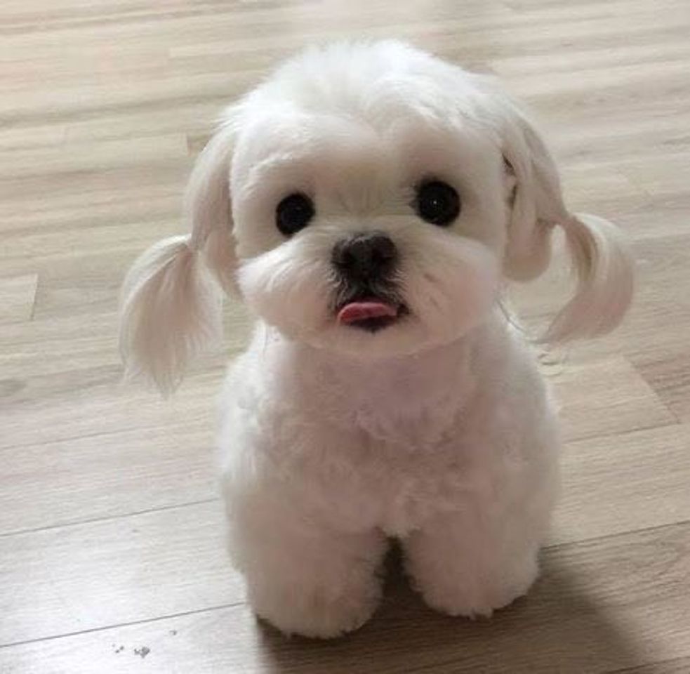 Social Cachorrinho