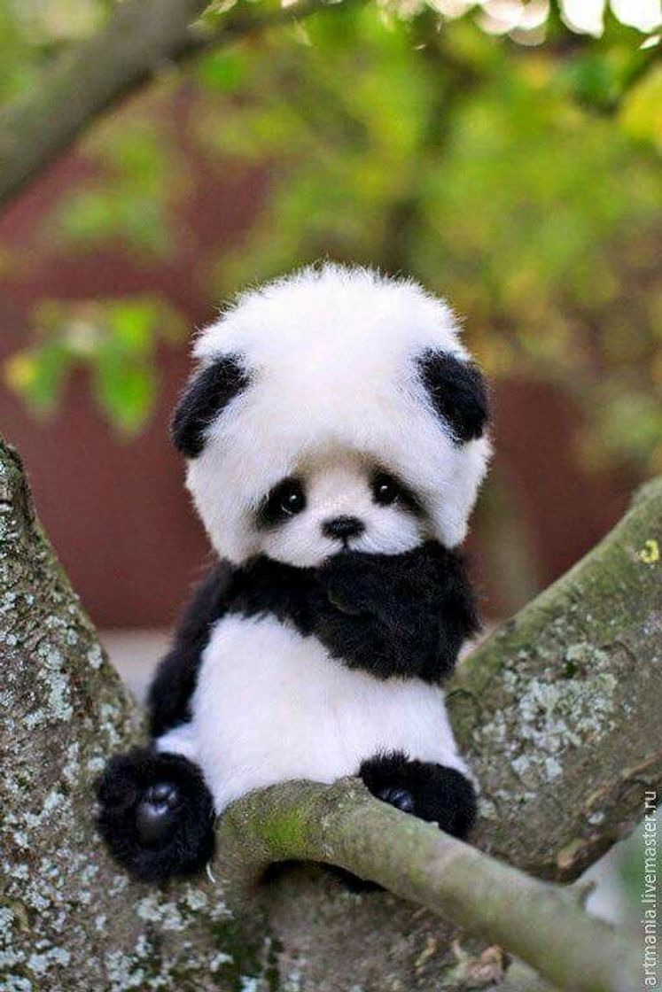 Social Panda ❤️