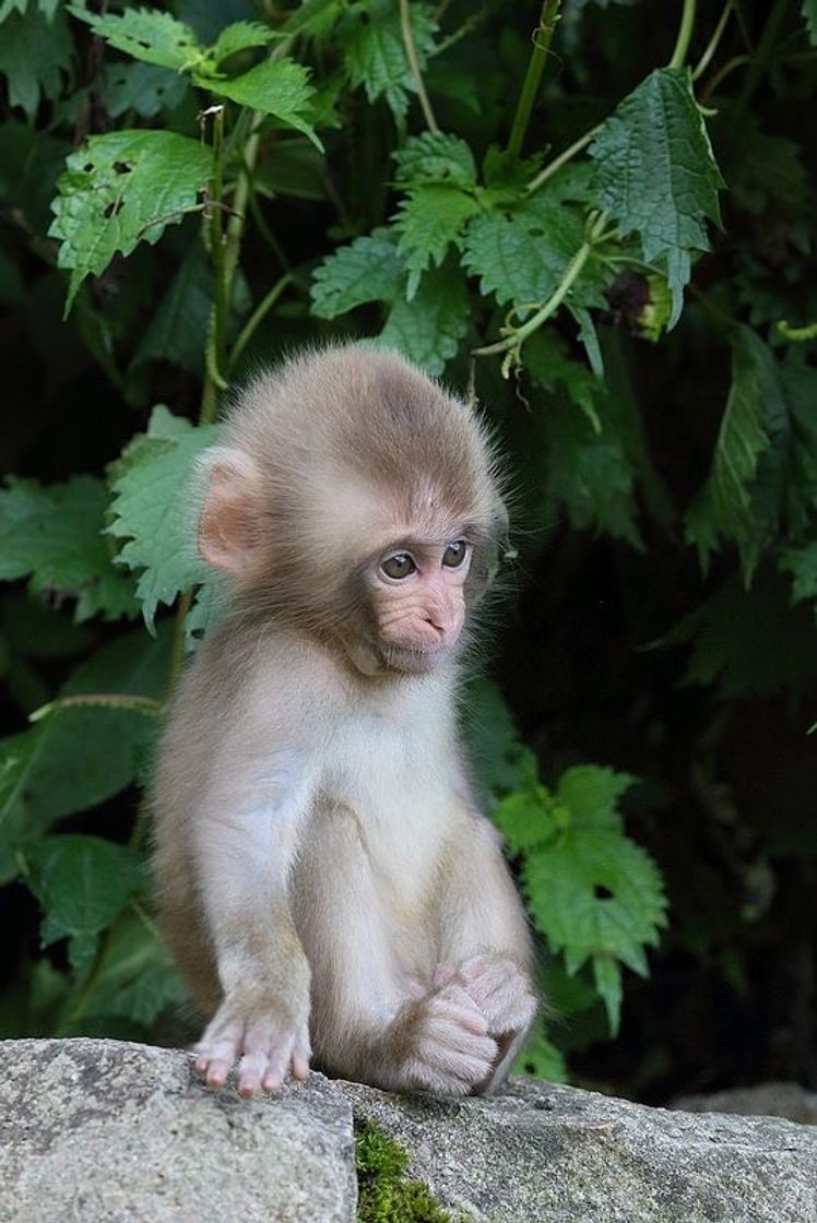 Social Macaquinho 