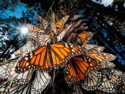 Reserva de la Biósfera Santuario Mariposa Monarca