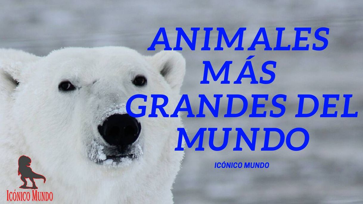 Fashion Animales más grandes del mundo 