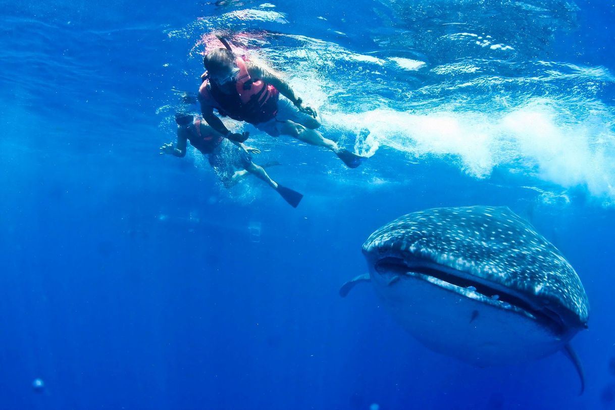 Place Cancun Whale Shark Tours