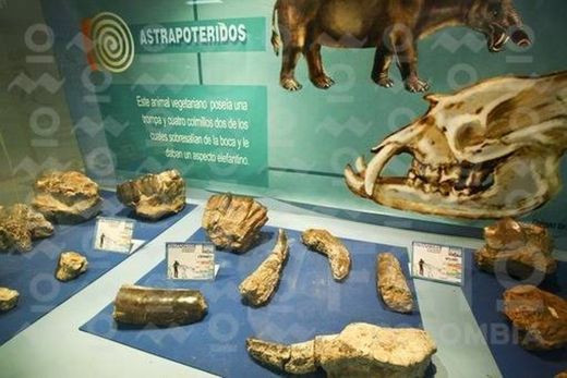 Museo paleontológico de villavieja 