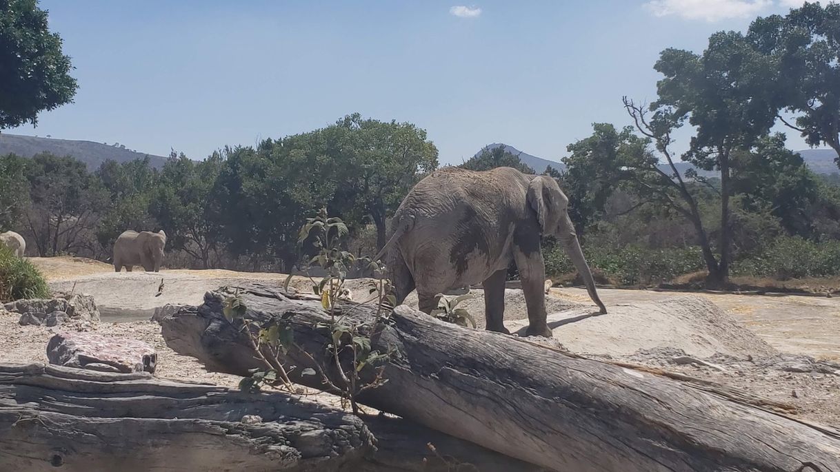 Place Africam Safari