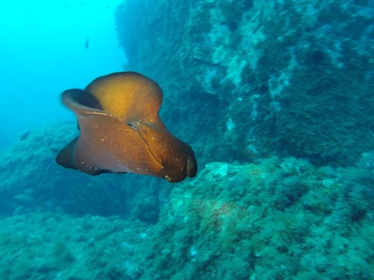 Lugares Diving Portlligat Cadaqués