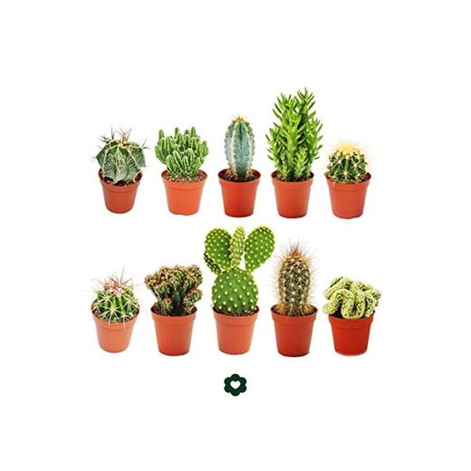 Set of 10 different cactus 5