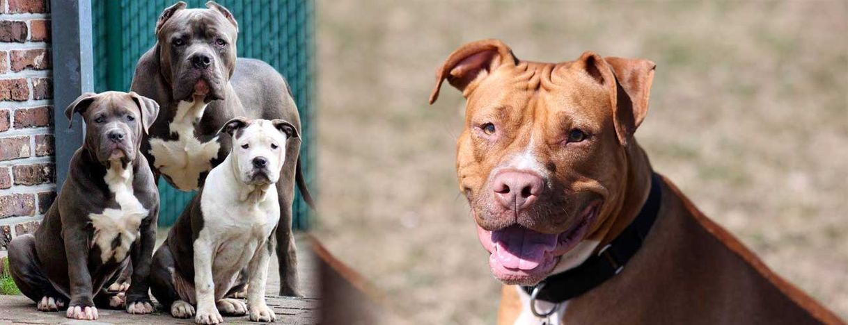 Moda Pit bull terrier americano 🐶🐕