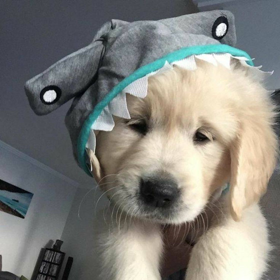 Fashion Baby Shark 