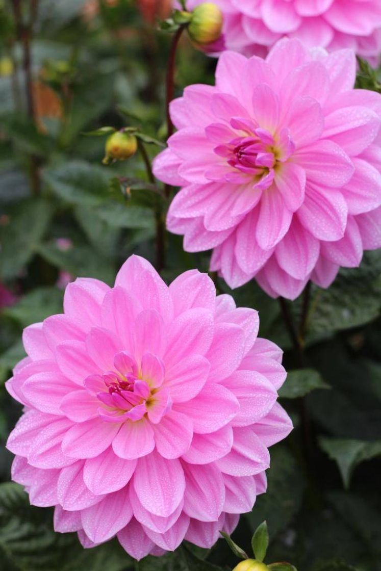 Social Flores