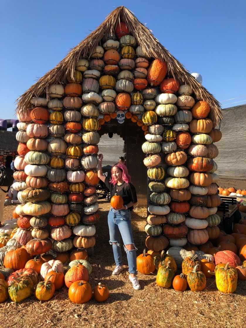 Place Mr. Bones Pumpkin Patch