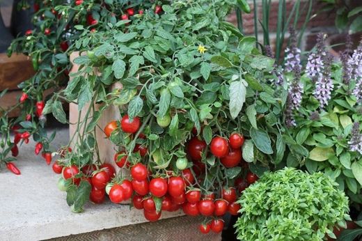 Los tomates son muy fáciles de cultivar.