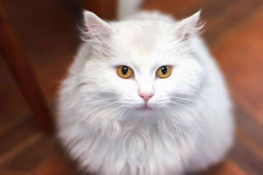 Gatos | FeelCat. Gato Angora. 