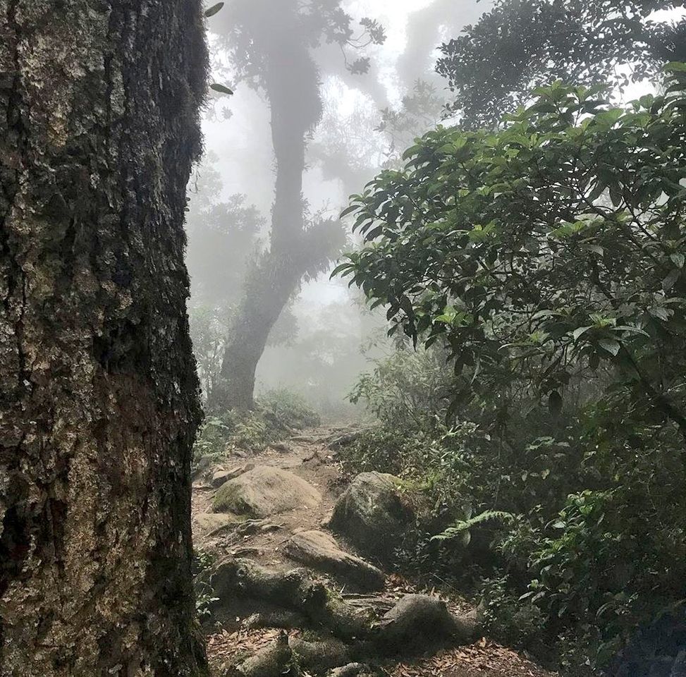 Lugar El Pital Bosque Nebuloso