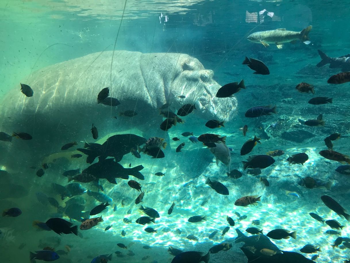 Place Bioparc Valencia