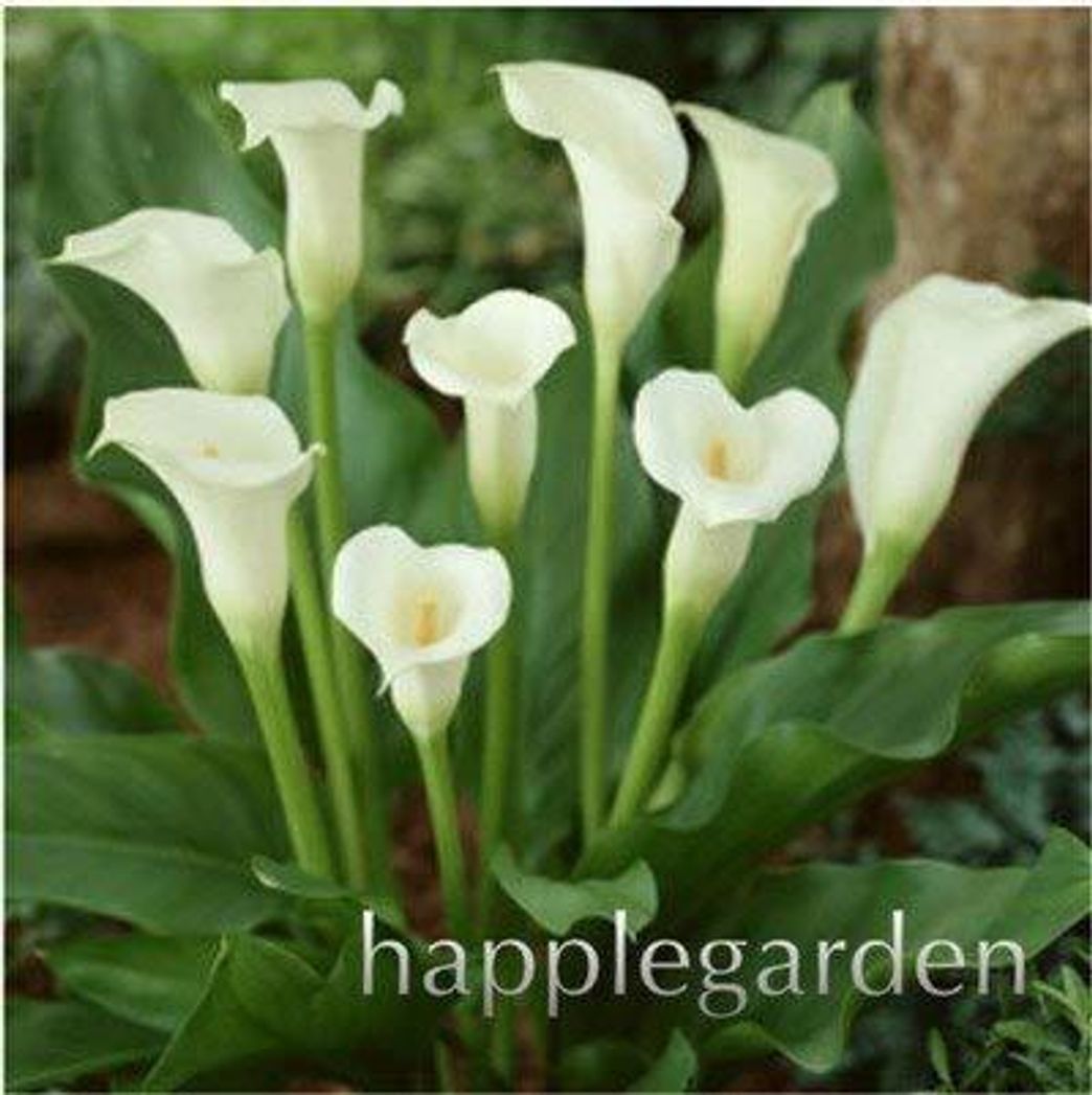 Social Bloom Green Co. 100 piezas de bonsÃ¡i de cala, flor de lirio