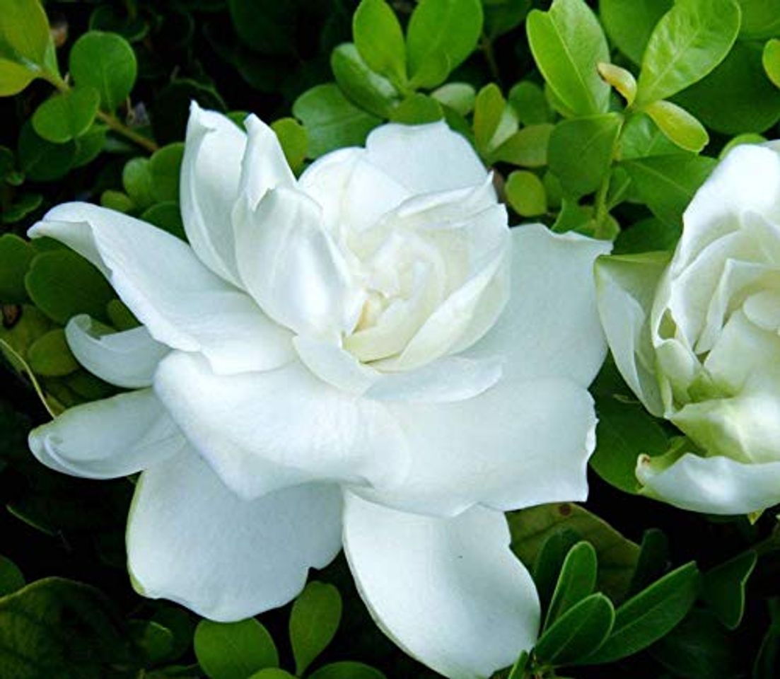 Producto Cape Jasmine Flower Seeds 150