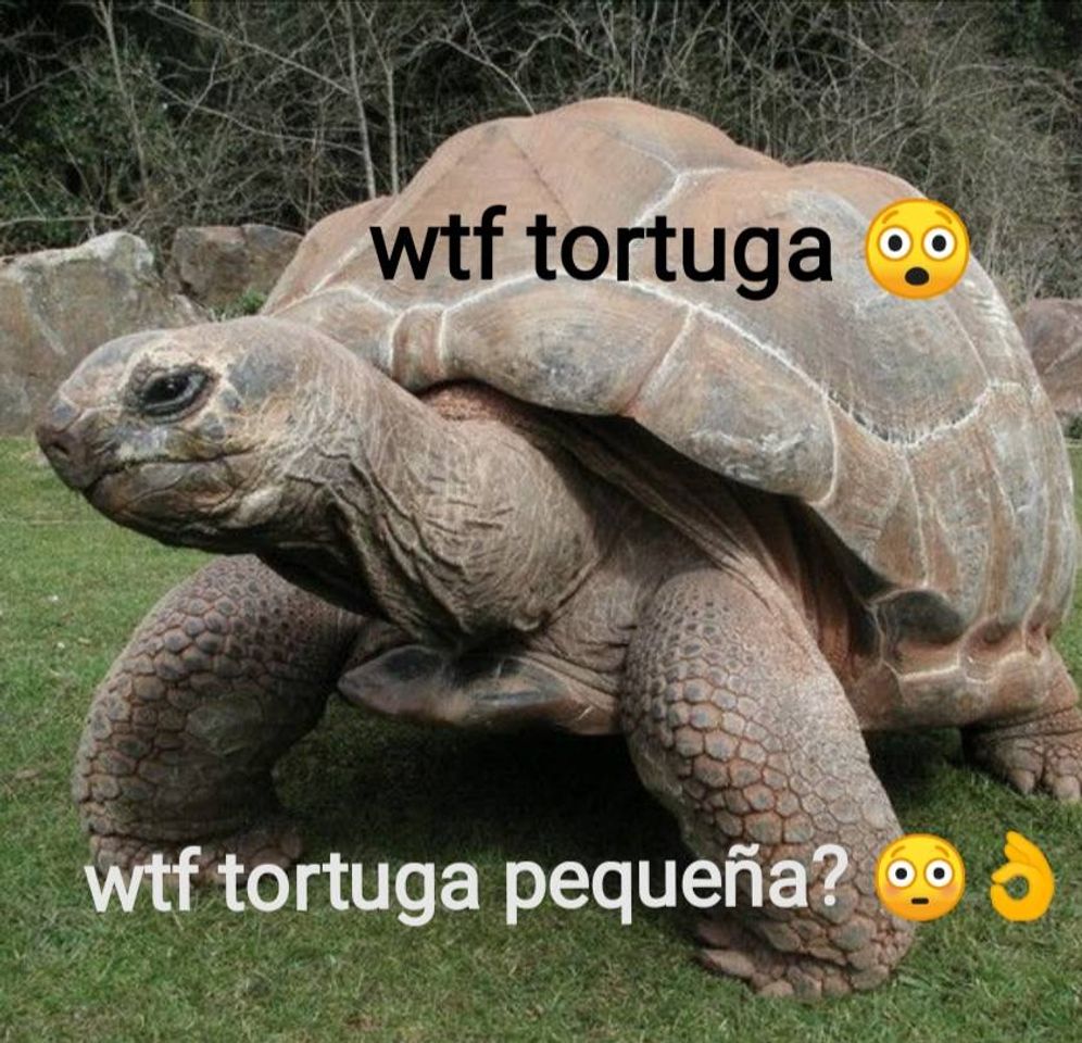 Moda 🤔Qué Pasa Con Las Tortugas🤨- YouTube