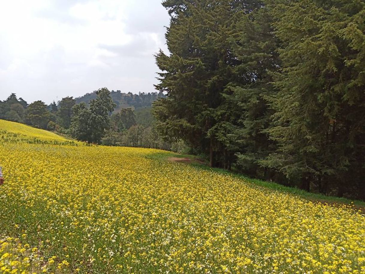 Lugar Parque Ecoturistico Avila Camacho