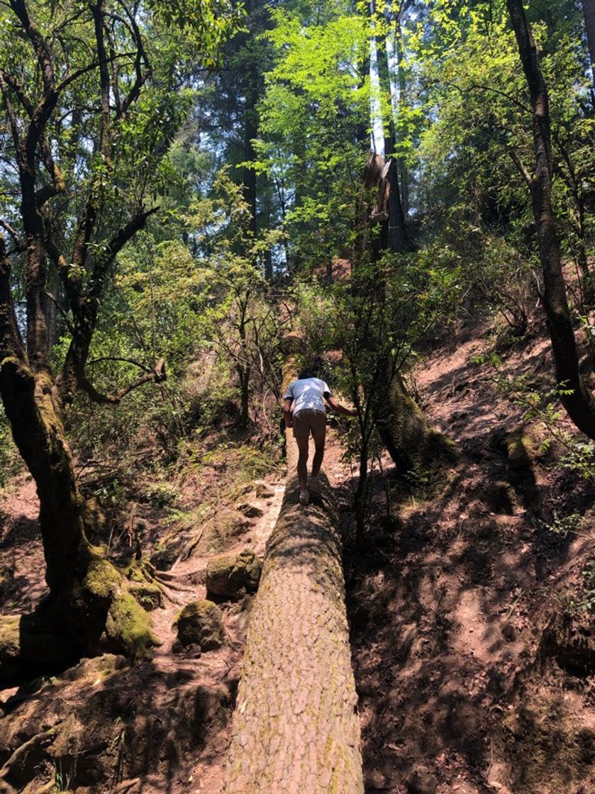 Lugar Parque Ejidal San Nicolás Totolapan