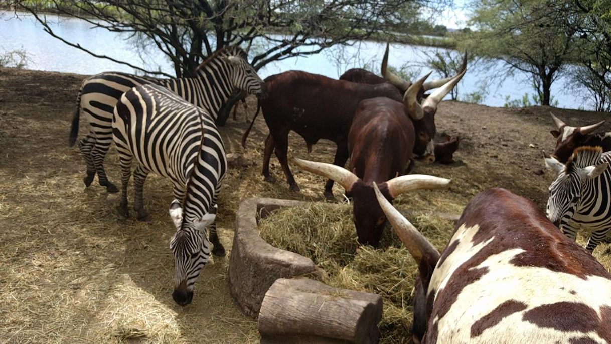 Places Safari ZooLeón