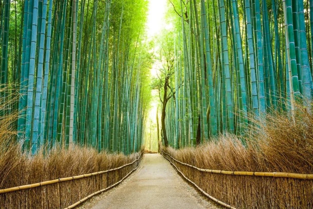 Lugar Arashiyama