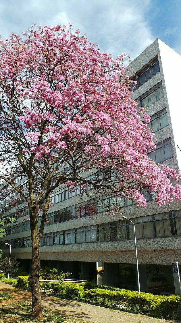 Moda Ipê Roxo em alguma quadra de BSB