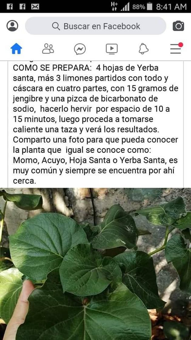 Social Gengibre.limon