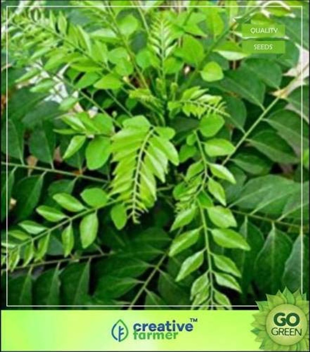 Products Pinkdose Curry Plant Seeds Murraya Koenigii