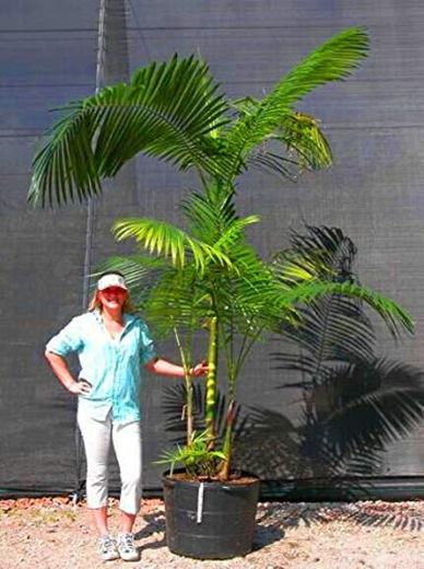 Pinkdose venta caliente 10pcs plantas de la palmera del jardÃ­n ornamento Perenial Trachycarpus fortunei Bonsai de plantas de hoja perenne mejor al aire libre