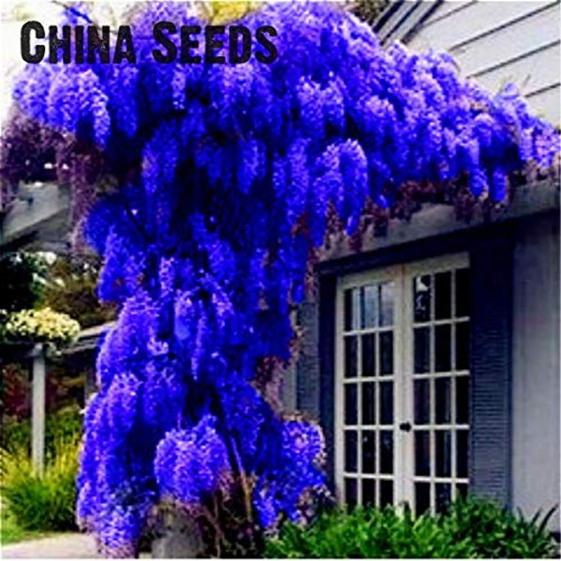 Producto Pinkdose 2016 plantas Wisteria 10pcs