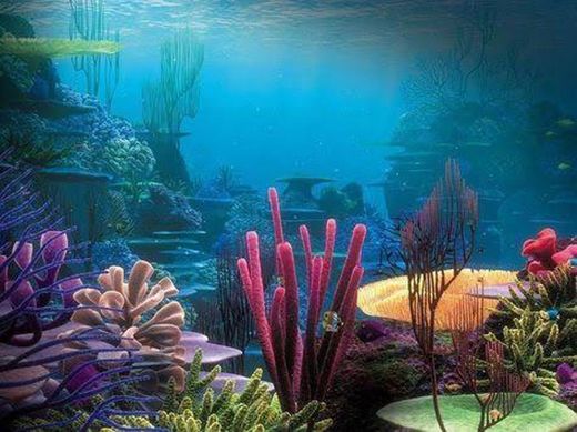 Arrecife De Coral