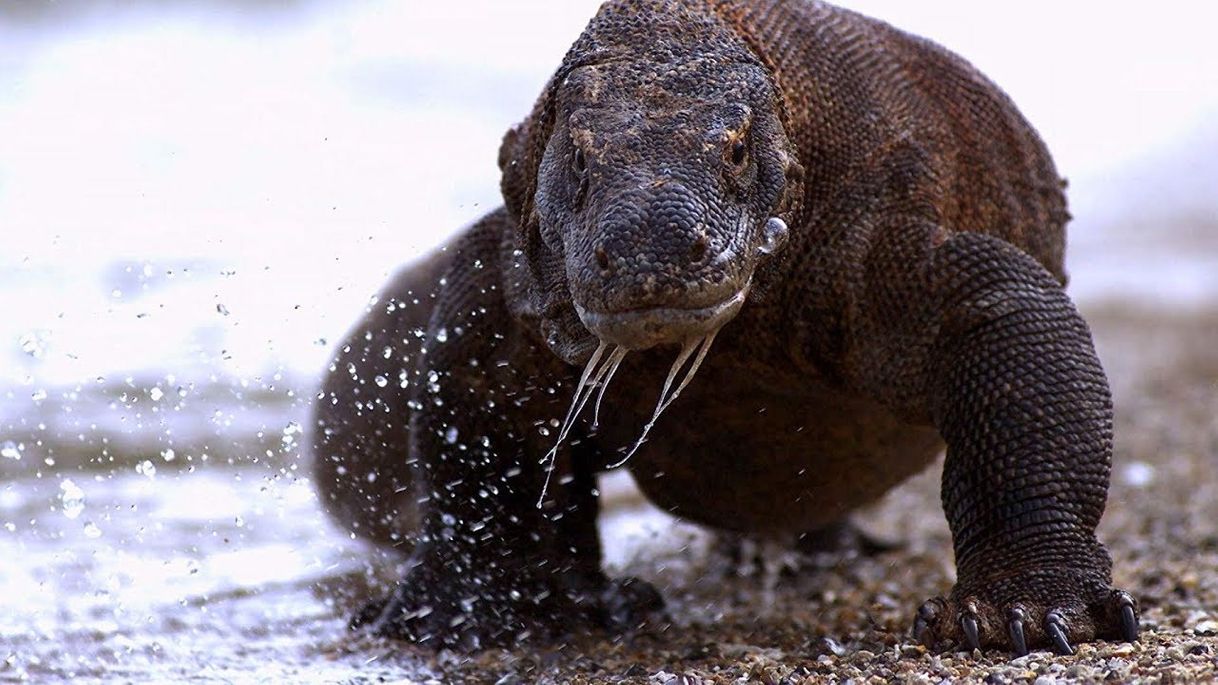 Moda 💠 Trailer: 72 animales peligrosos de América Latina 