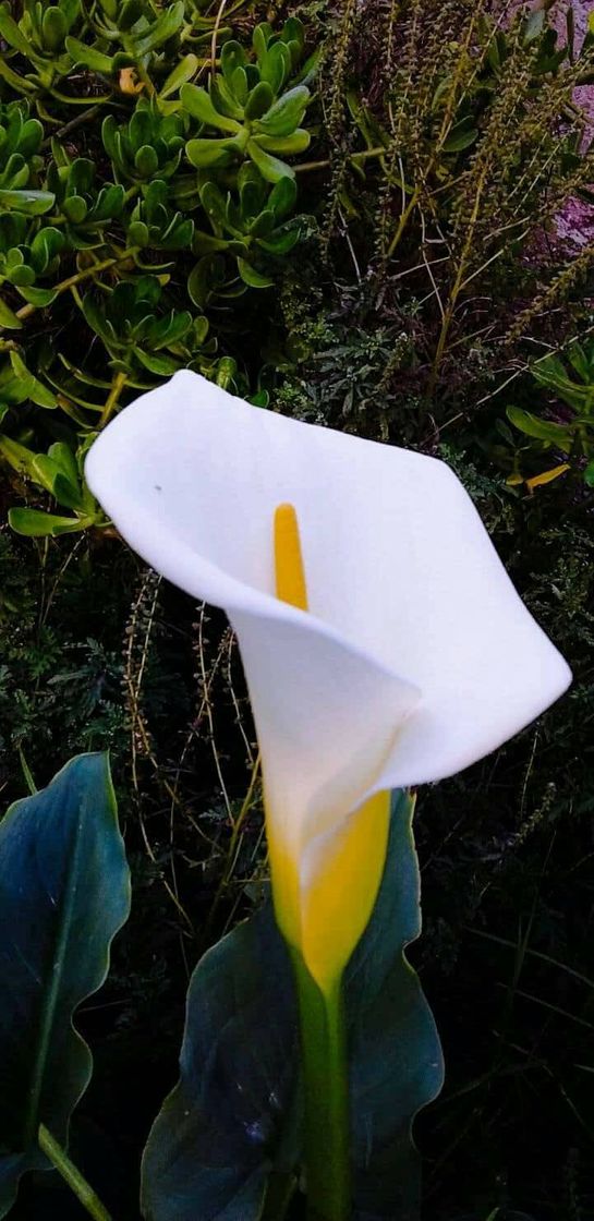 Lugar Vivero Alcatraz