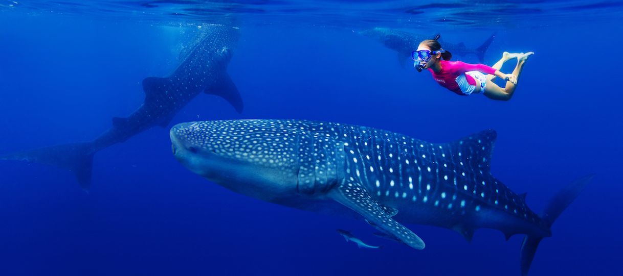 Fashion Swim with Whale Sharks in Cabo and See them Upclose 