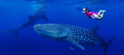 Swim with Whale Sharks in Cabo and See them Upclose 