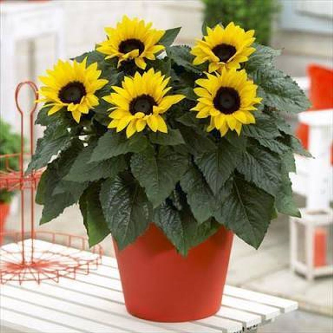 Product Planta girasol