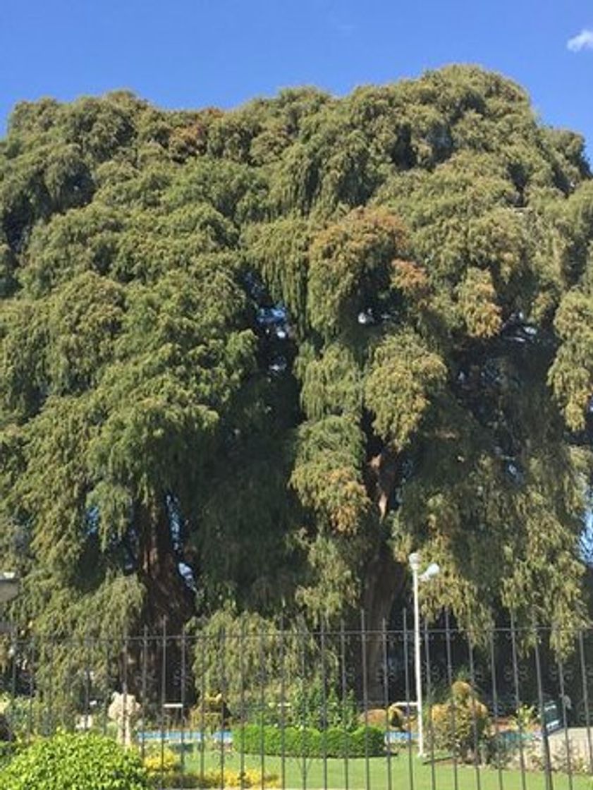 Place Árbol del Tule