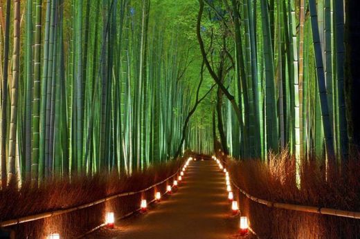 Bosque de Bambú en Kioto Japón