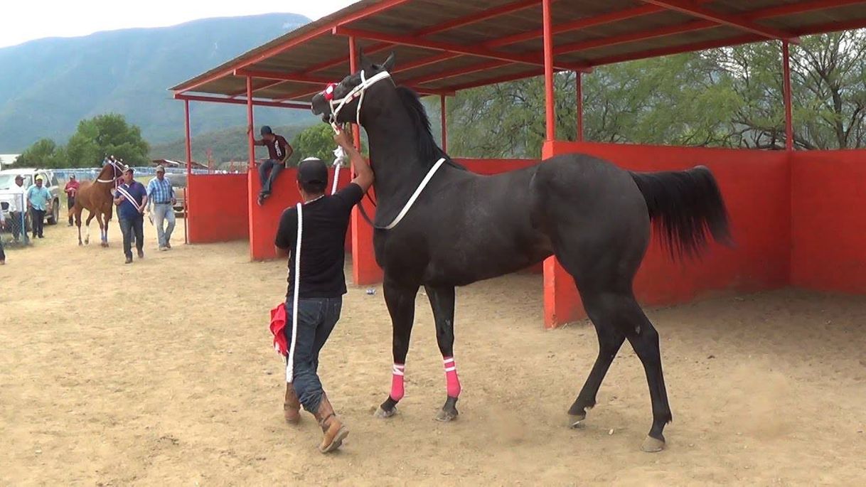 Fashion CARRERAS DE CABALLOS **Futurity** LA CAMELIA - YouTube