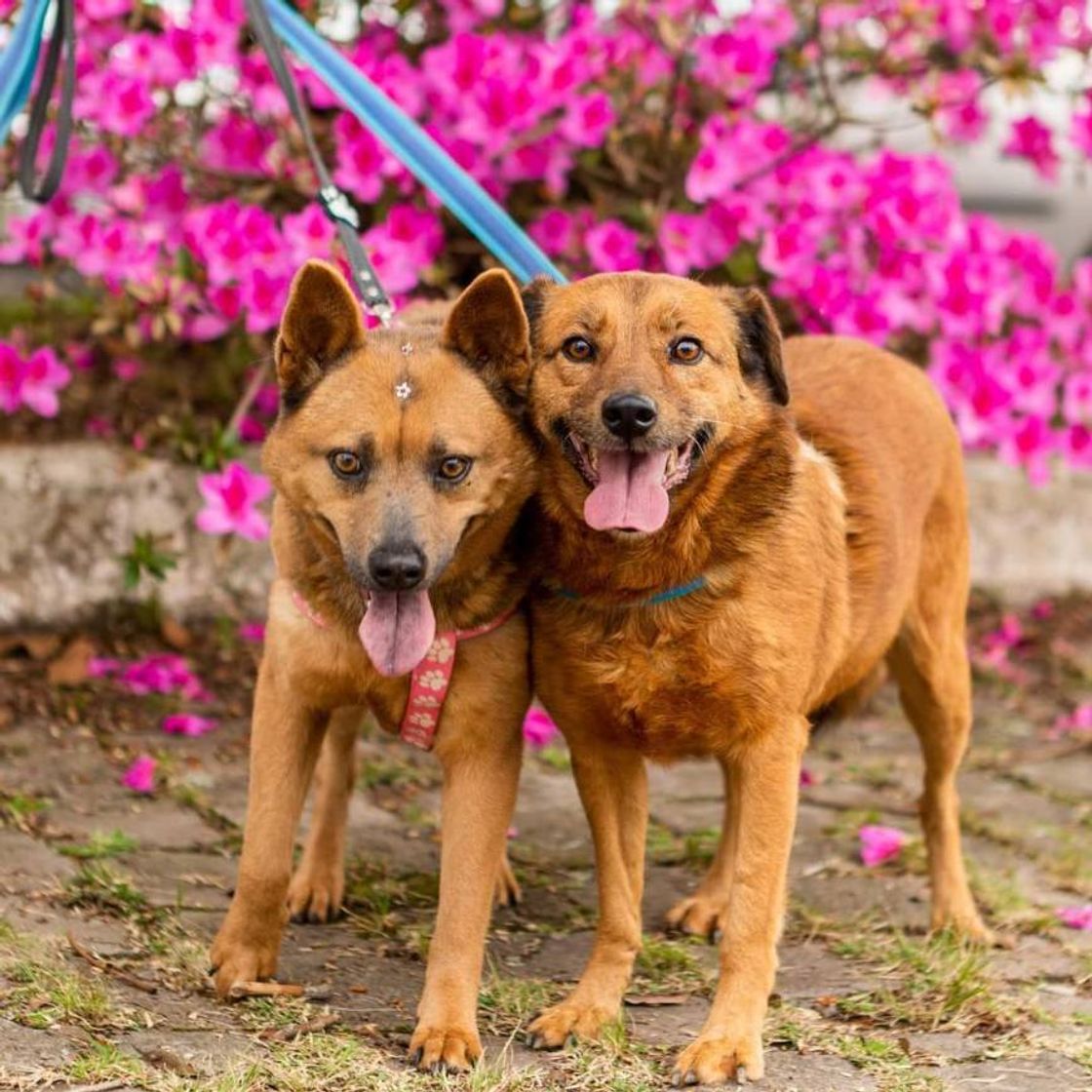 Moda Dogs para adoção