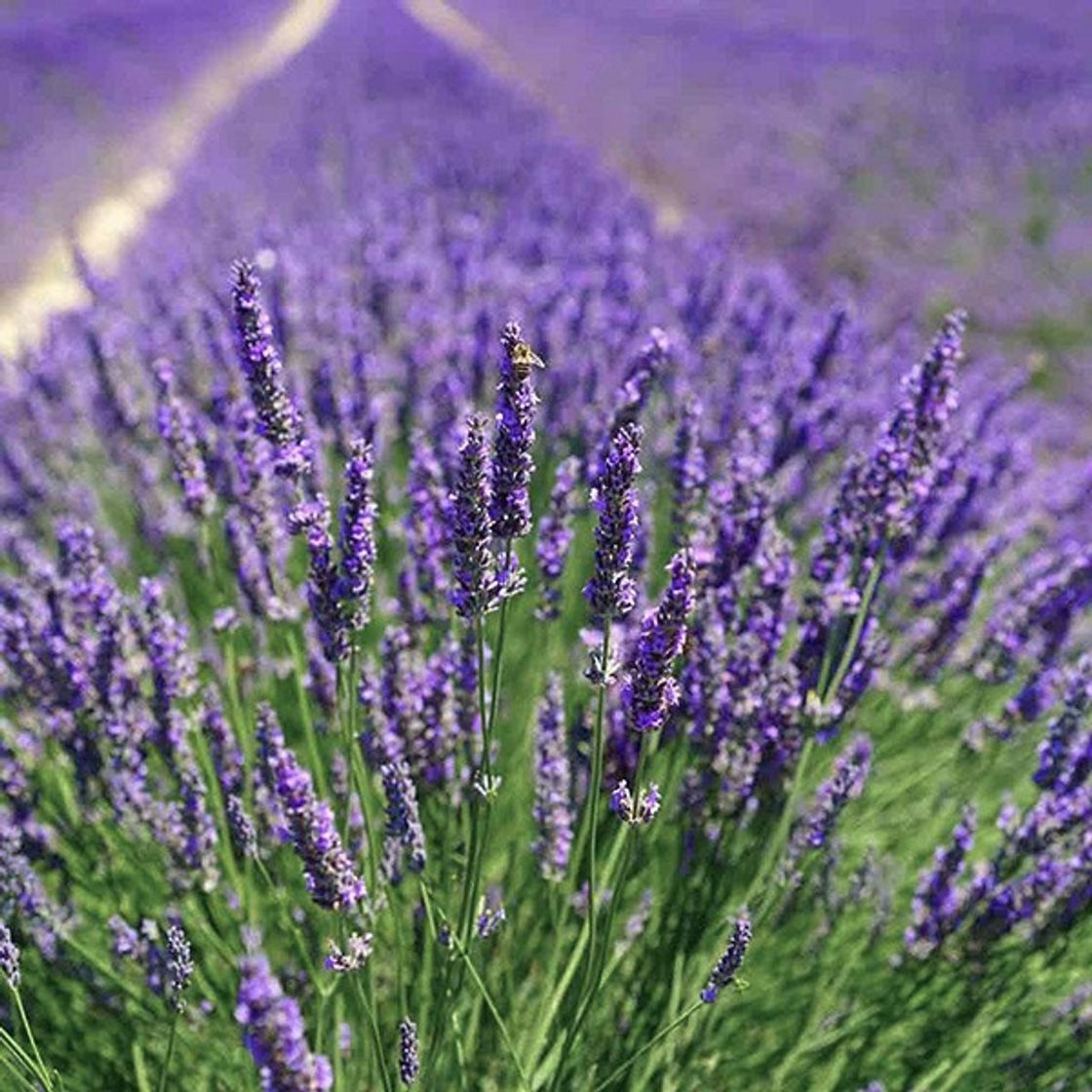 Moda Lavanda/Alfazema