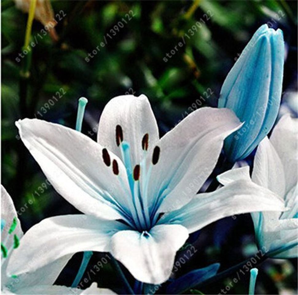 Lugar bulbos de lirio verdadero, flor del lirio, lirio