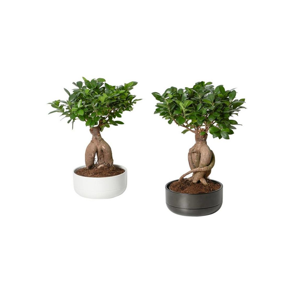 Producto Ficus microcarpa ginseng 