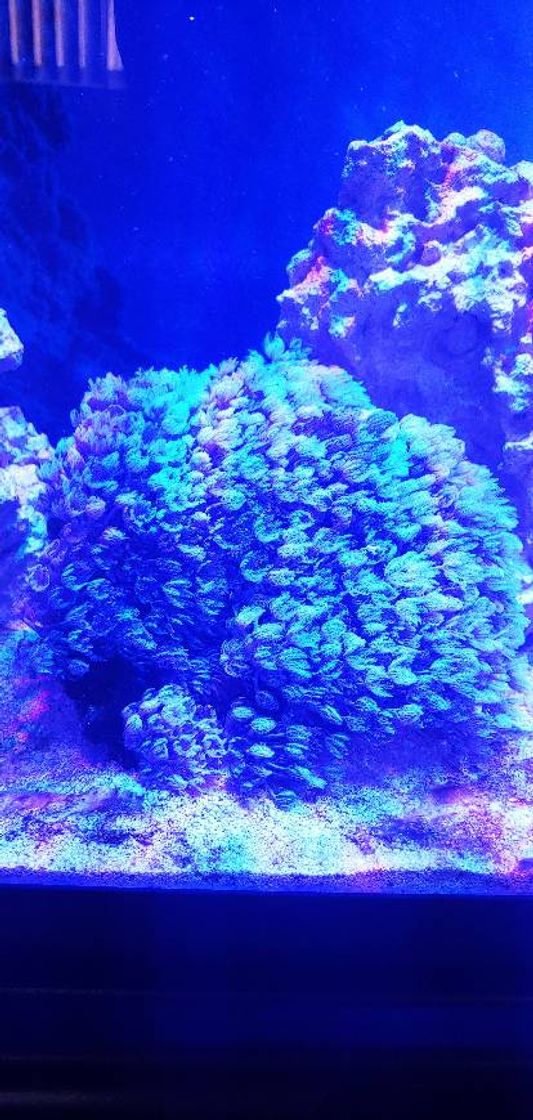 Producto Danmu Art Adorno de coral artificial para decoración de acuario de peces